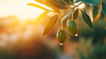 <span class="entry-title-primary">Provence</span> <span class="entry-subtitle">A land of excellence</span>