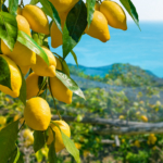 Bunches of fresh yellow ripe lemons with green leaves on lemon tree branches, garden covered by protective mesh on background.
